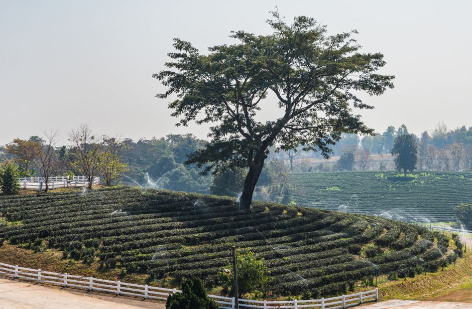 101 Tea Plantation
