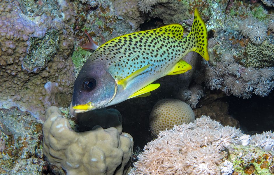 Abu Tair reef