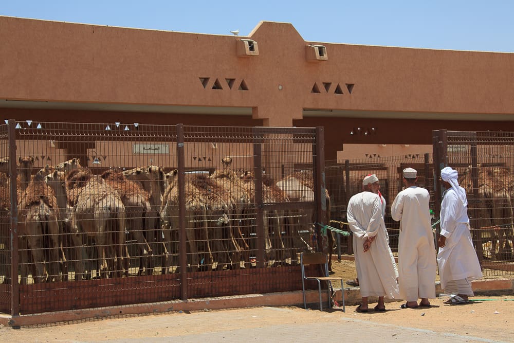 Al Ain Camel Market, Al Ain, United Arab Emirates (Wimup)