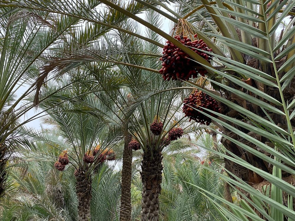 Al Ain Oasis, Al Ain, United Arab Emirates (Wimup)