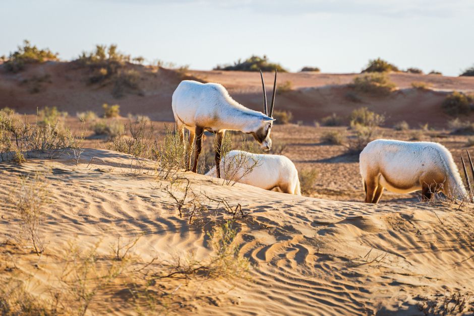 Al Marmoom Desert Conservation Reserve