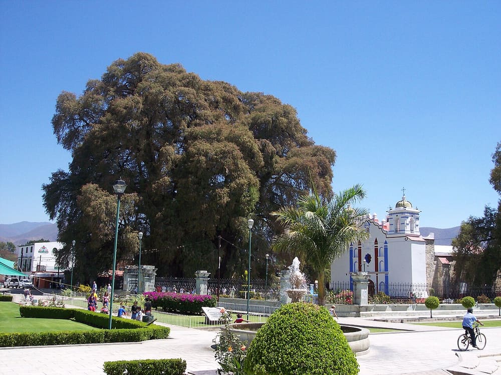 Árbol del Tule