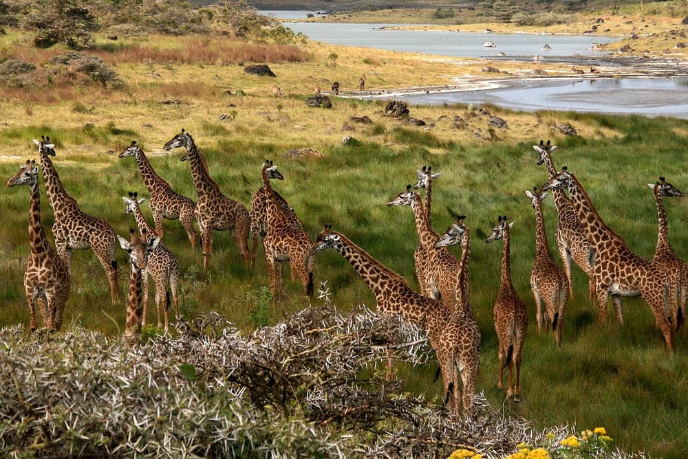 Arusha National Park, Arusha, Tanzania (Wimup)