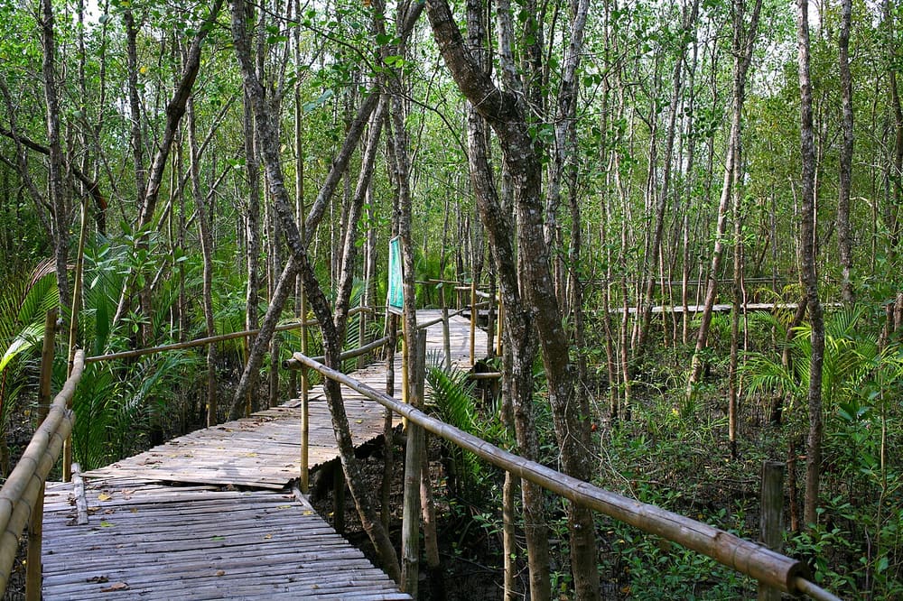 Bakhawan Eco-Park