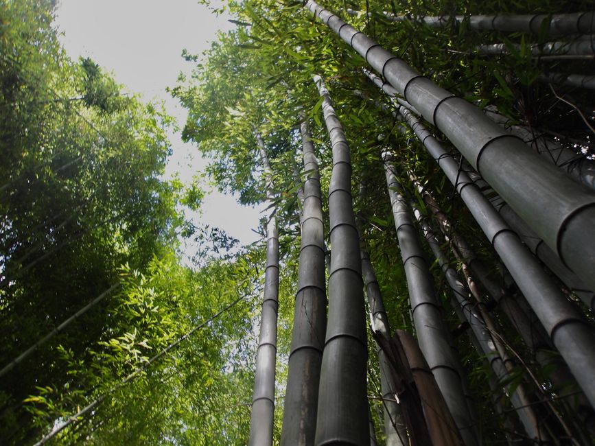 Bamboo Tree
