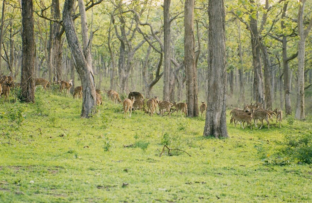Bandipur Tiger Reserve