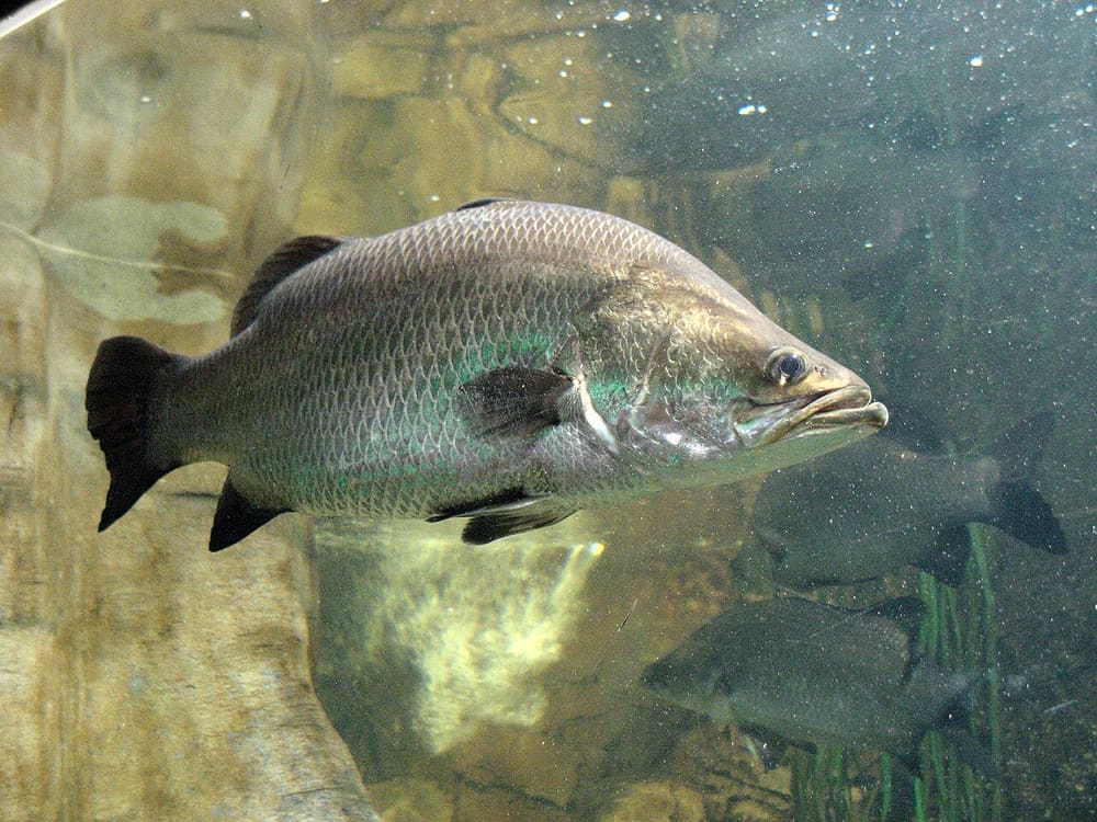 Barramundi, Sydney (Wimup travel guide)