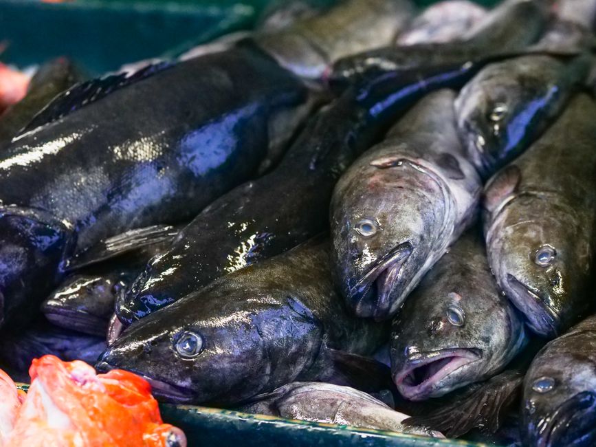 Blue cod, Dunedin (Wimup travel guide)