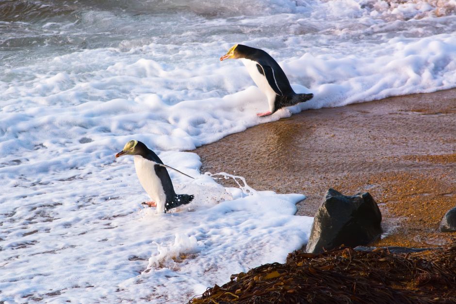Blue Penguins Pukekura