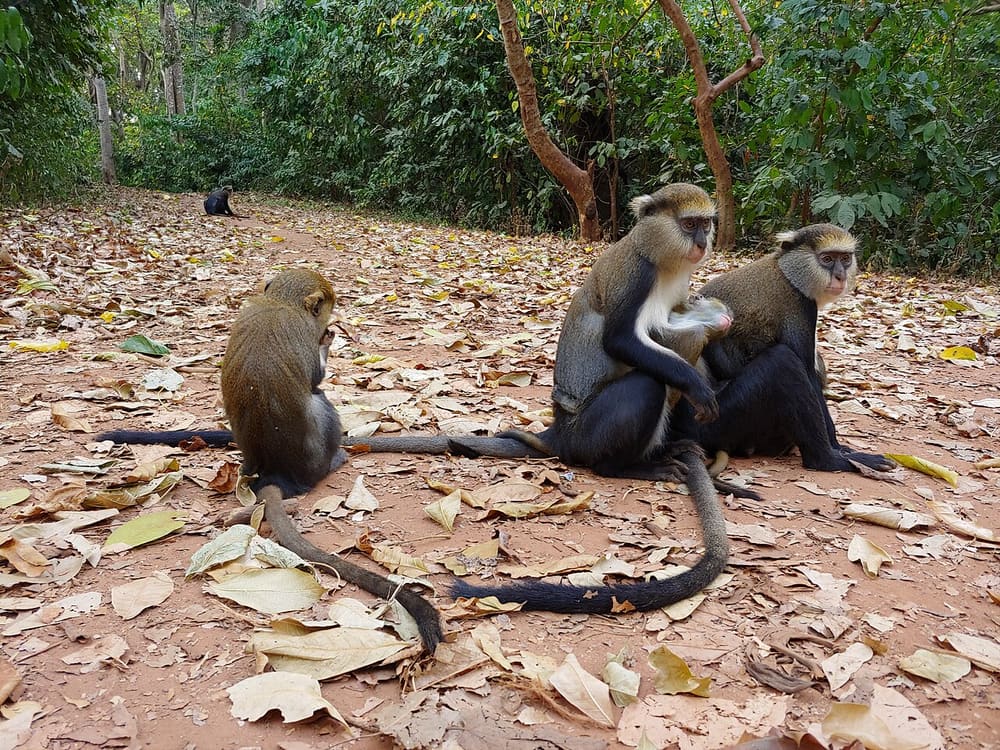 Boabeng-Fiema Monkey Sanctuary