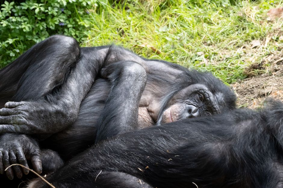 Bonobo