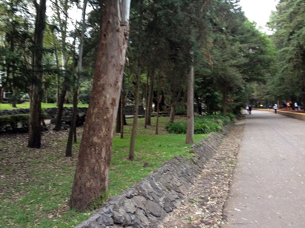Bosque de Tlalpan