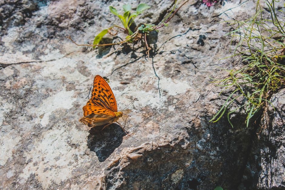 Butterfly