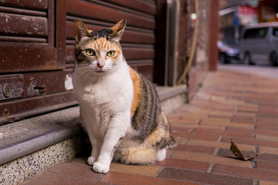 Cat Street