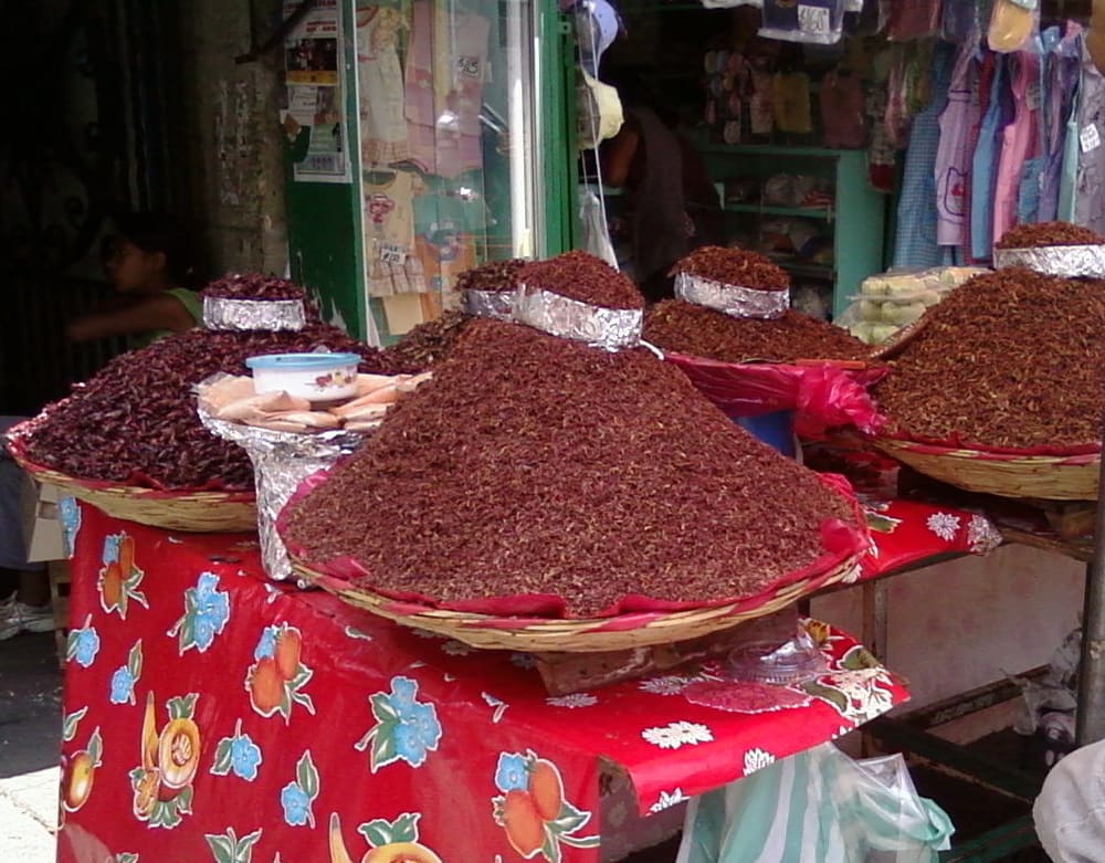 Chapulines, Mexico (Wimup)