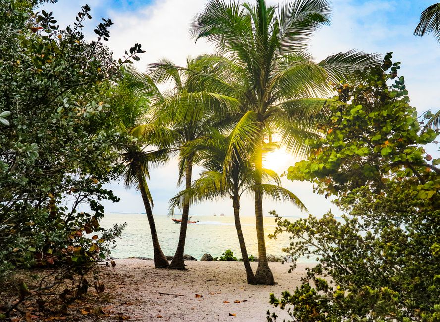 Coconut Grove