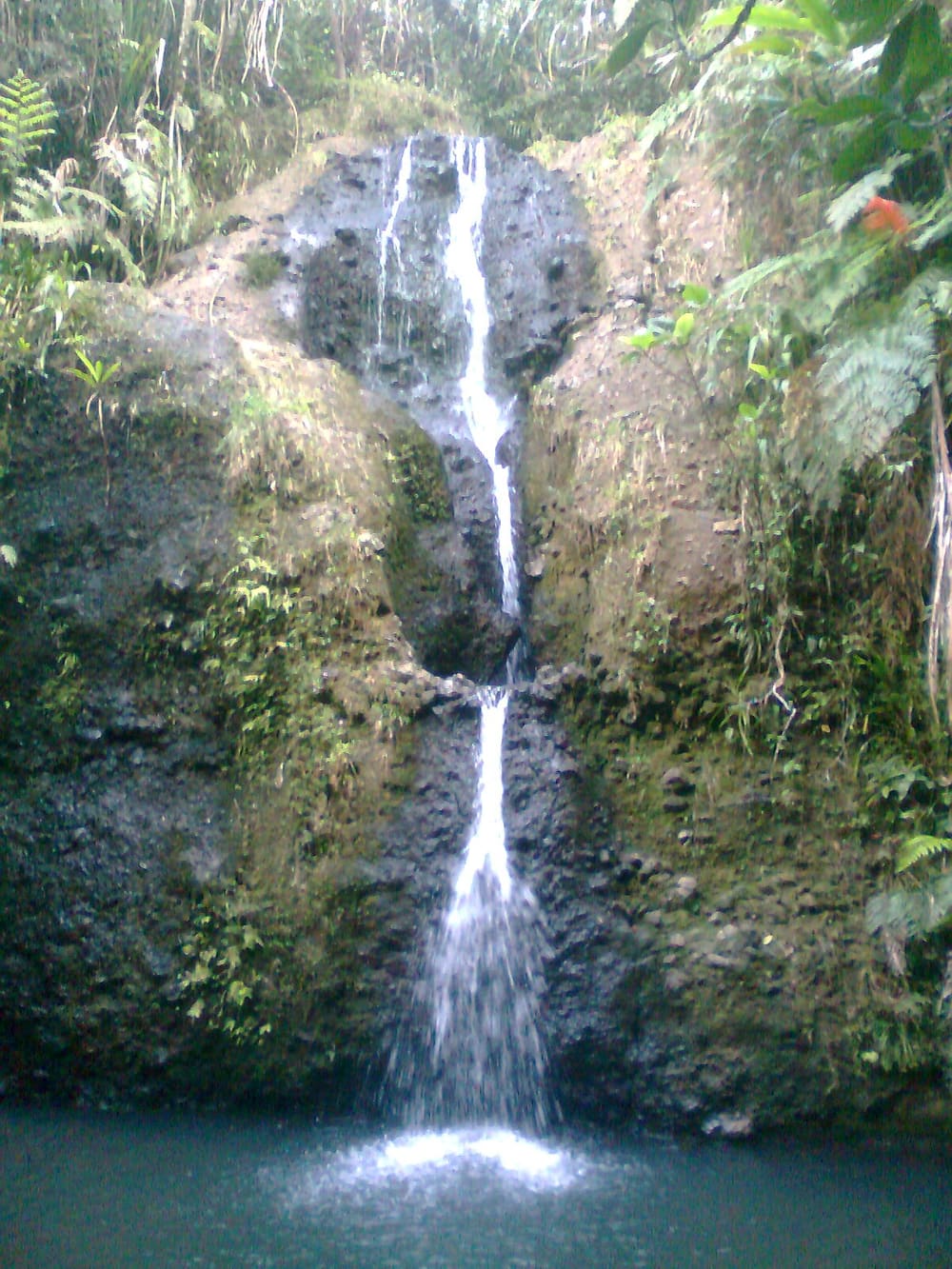 Colo-i-Suva Forest Park, Suva (Wimup)