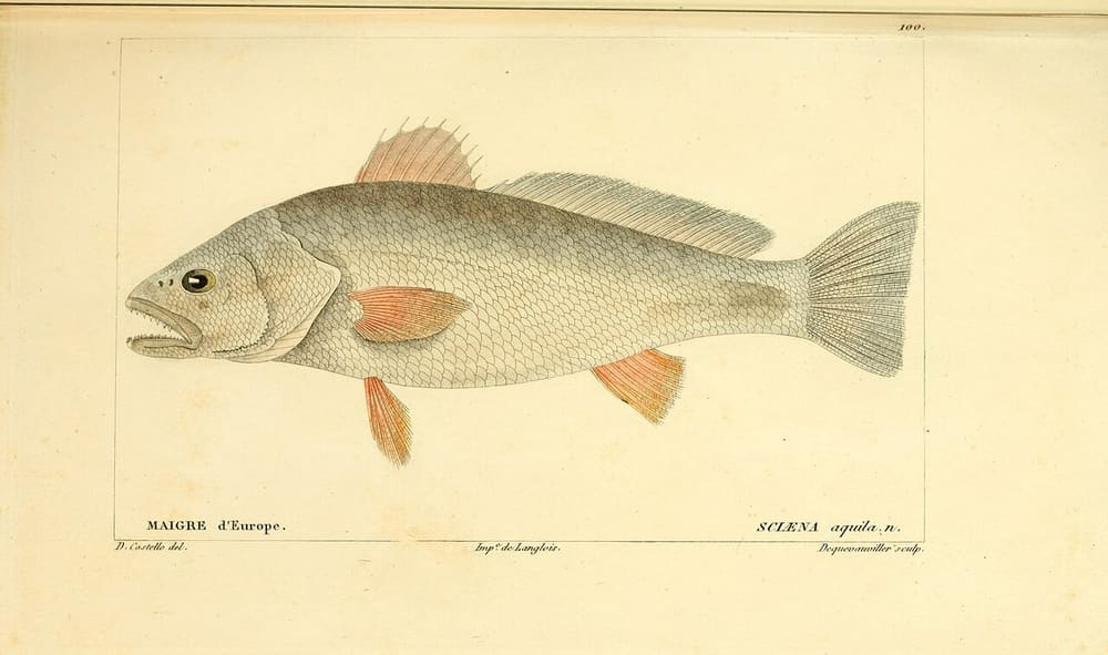 Corvina, Uruguay (Wimup)