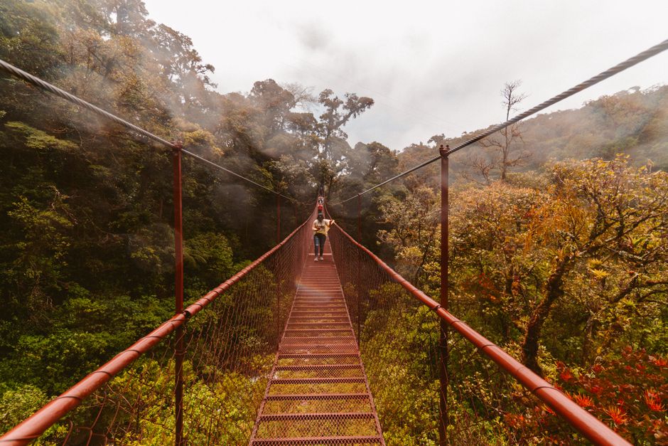Cross the canopy on O’Reilly’s Tree Top Walk, Gold Coast, Australia