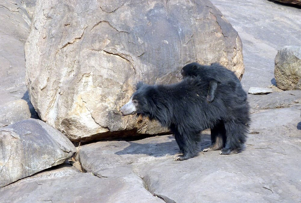 Daroji Sloth Bear Sanctuary
