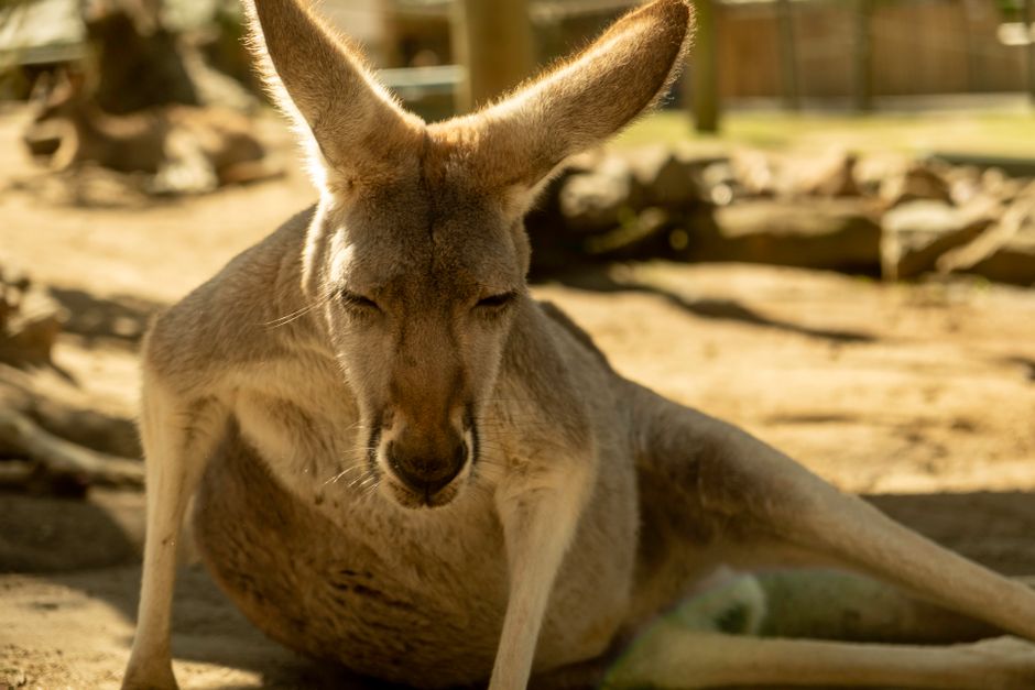 David Fleay Wildlife Park