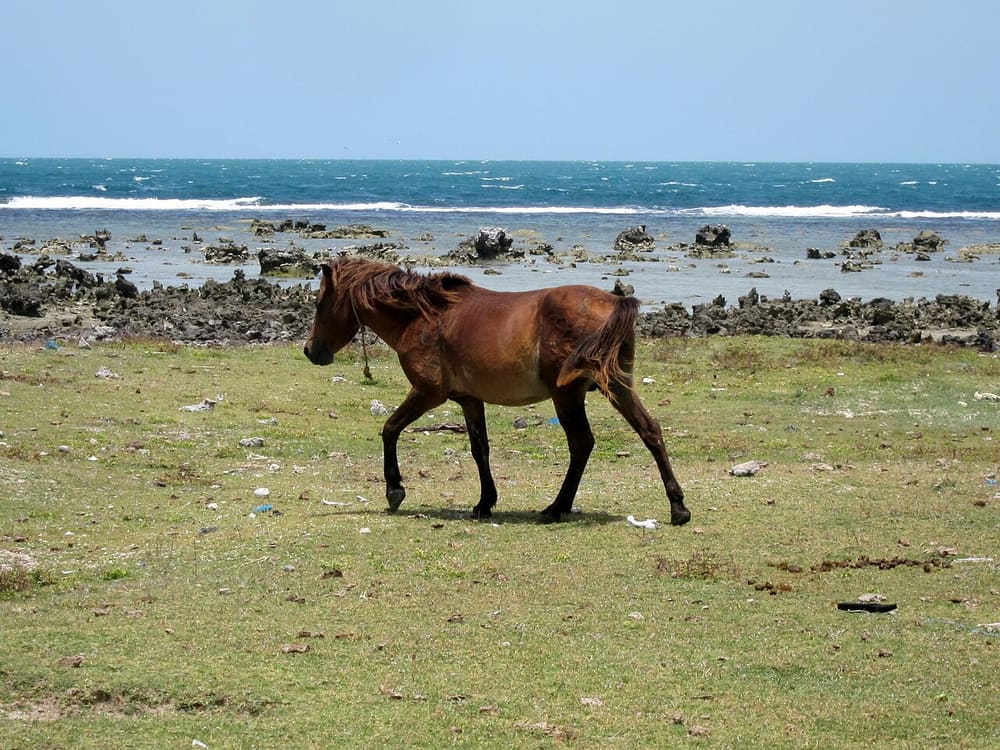 Delft Island, Jaffna, Sri Lanka (Wimup)