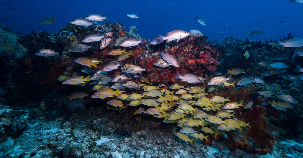 Cozumel, Quintana Roo, Mexico, scuba diving travel guide (Wimup)