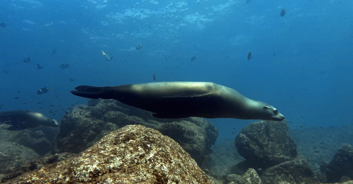 Galápagos, Pacific, Ecuador, scuba diving travel guide (Wimup)