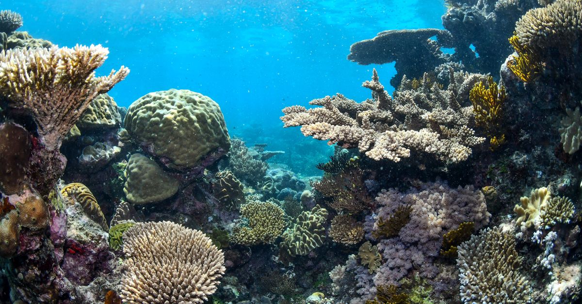 Great Barrier Reef, Queensland, Australia, scuba diving travel guide (Wimup)