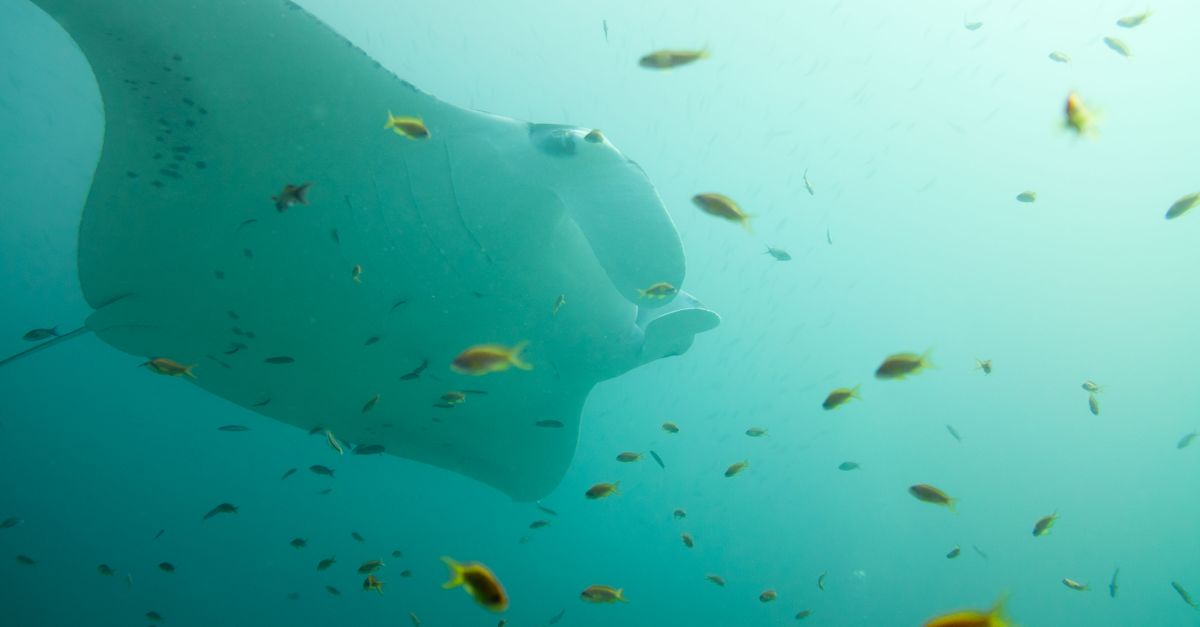 Maldives, Indian Ocean, scuba diving travel guide (Wimup)