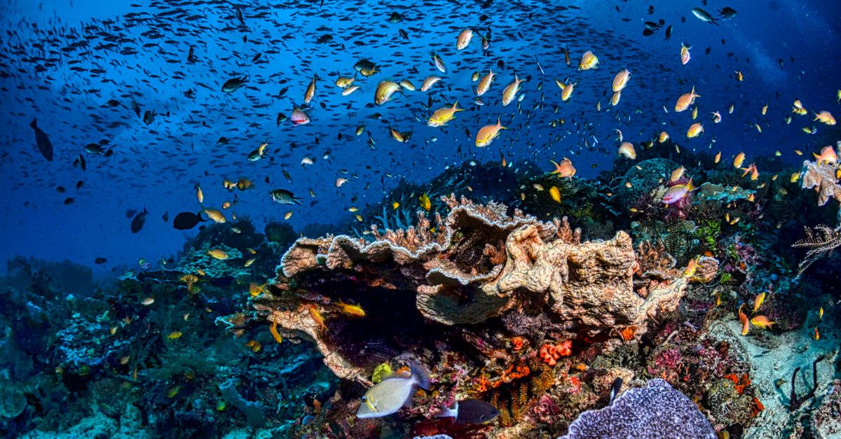 Raja Ampat, West Papua, Indonesia, scuba diving travel guide (Wimup)