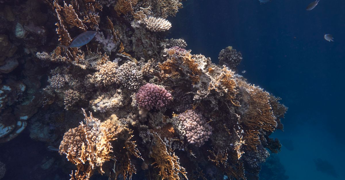 Red Sea, Sharm, Egypt, scuba diving travel guide (Wimup)