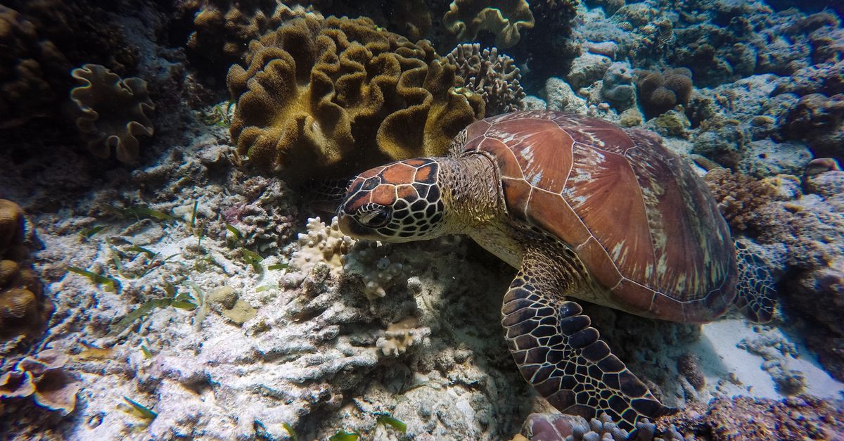 Sipadan, Sabah, Malaysia, scuba diving travel guide (Wimup)