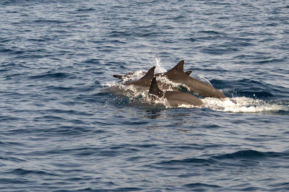 Dolphin watching off Muscat
