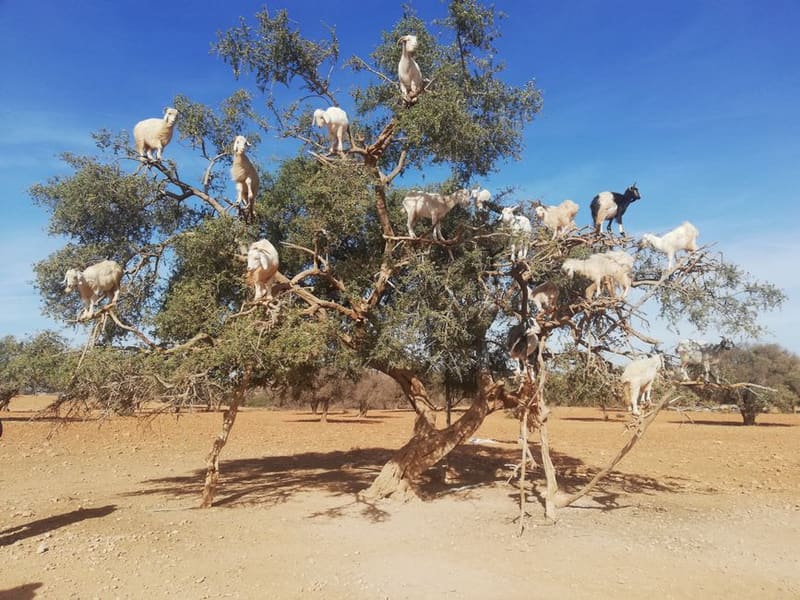Domaine du Val d’Argan, Ounagha