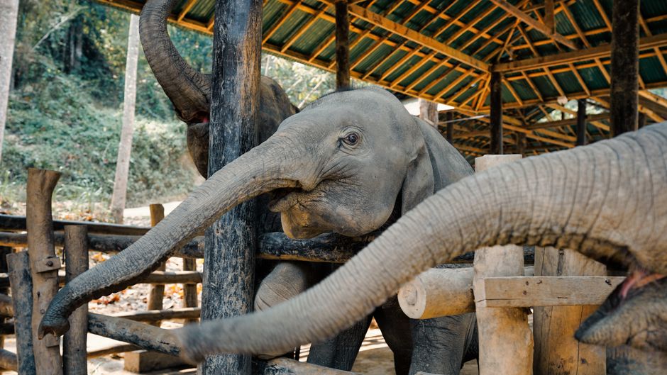 Elephant Nature Park, Chiang Mai, Thailand