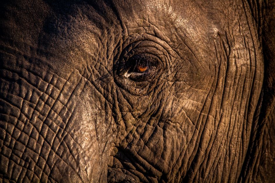 Elephant's Eye