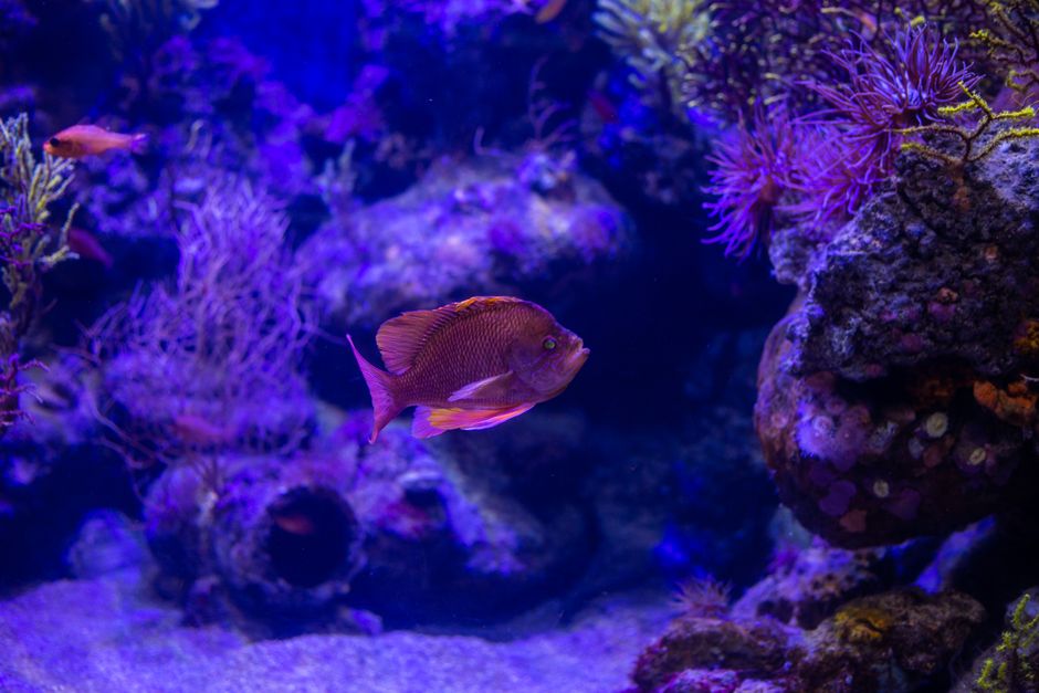 Fakieh Aquarium, Jeddah, Saudi Arabia