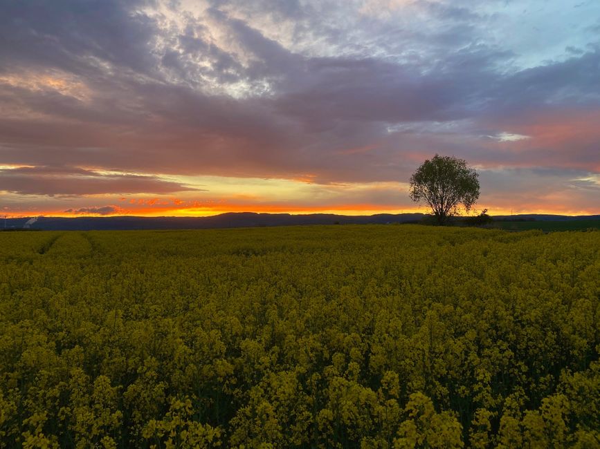 Field