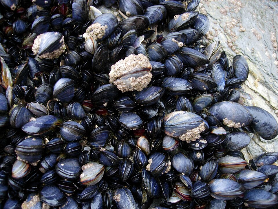 Moules marinière, France (Wimup)