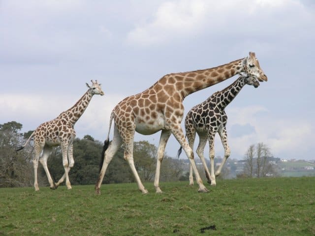 Fota Wildlife Park