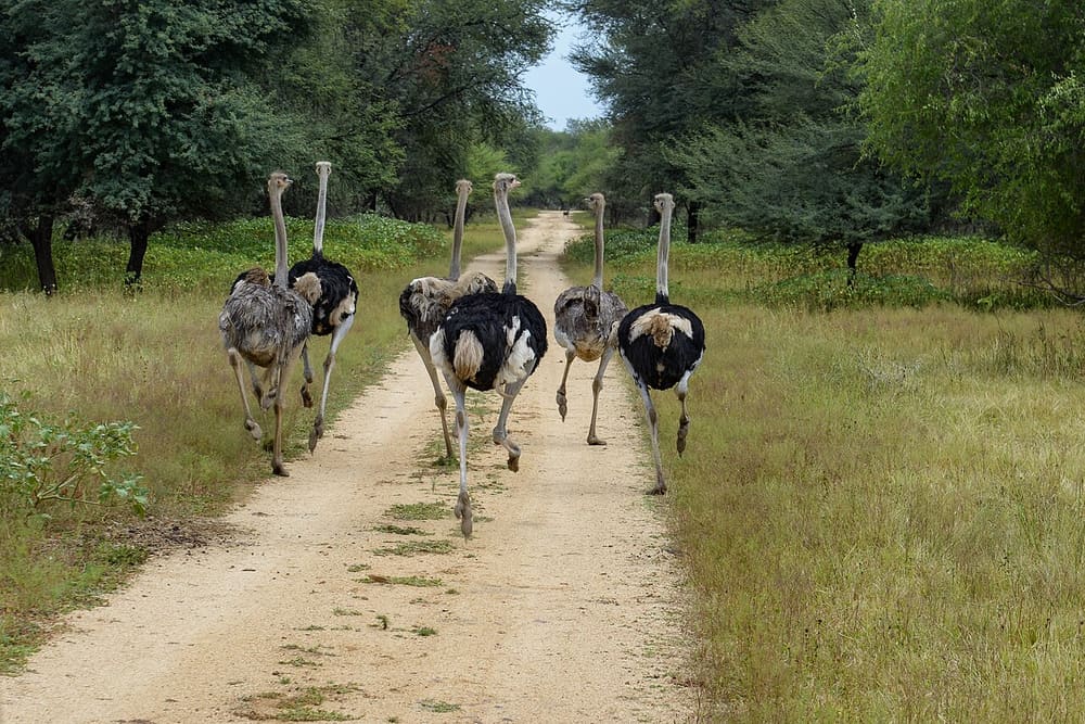 Gaborone Game Reserve, Gaborone, Botswana (Wimup)