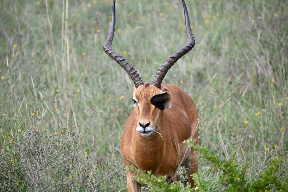 Game drive in Nairobi National Park, Nairobi, Kenya