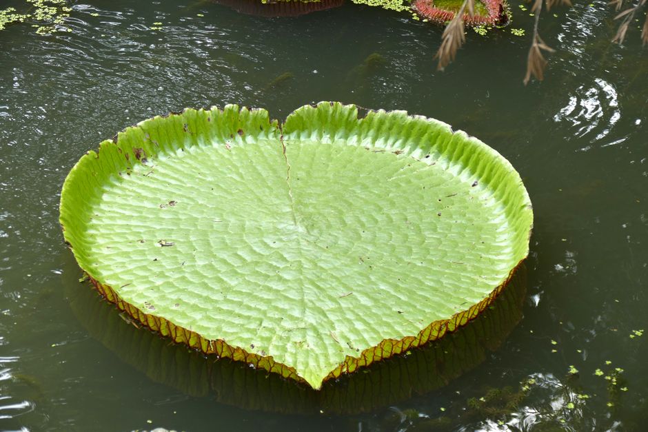 Garden of the Sleeping Giant, Nadi, Fiji