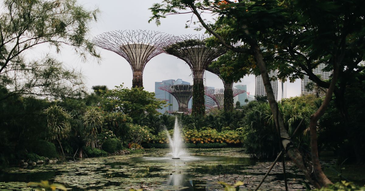 See the Supertrees light up at Gardens by the Bay, Singapore, Singapore