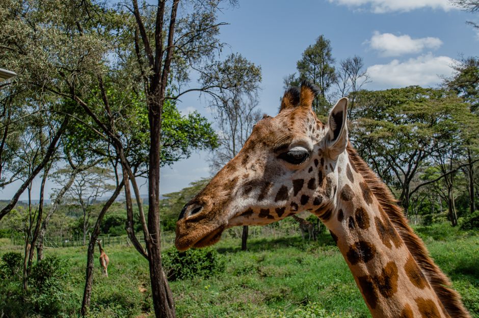 Giraffe Centre
