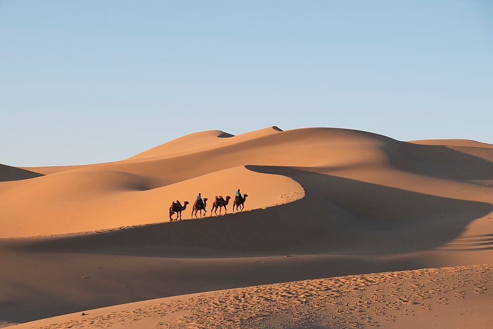 A camel train crossing the dunes of the Gobi Desert, Mongolia