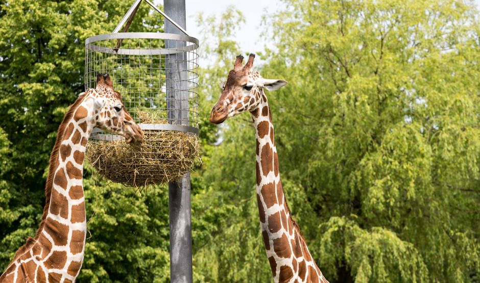 Hand-feed a Rothschild’s giraffe at the Giraffe Centre, Nairobi, Kenya