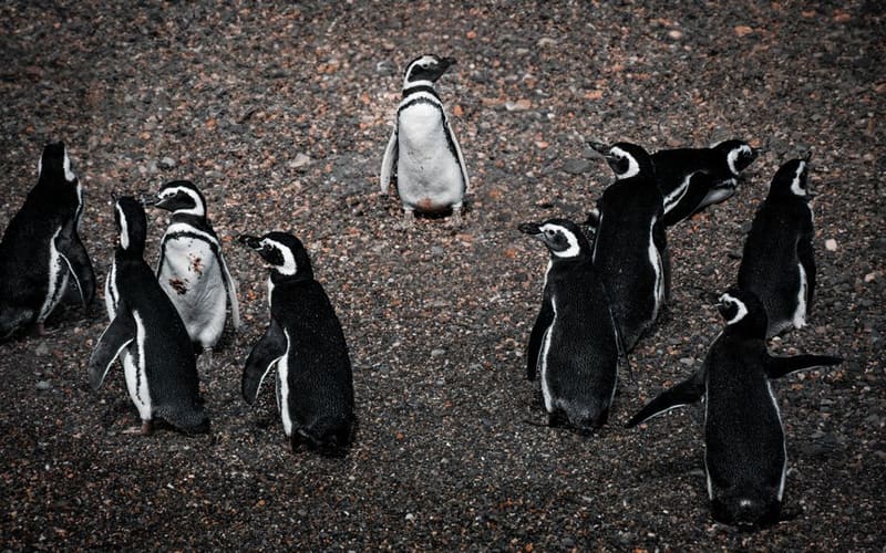 Isla Martillo penguin colony and Estancia Harberton, Ushuaia, Argentina