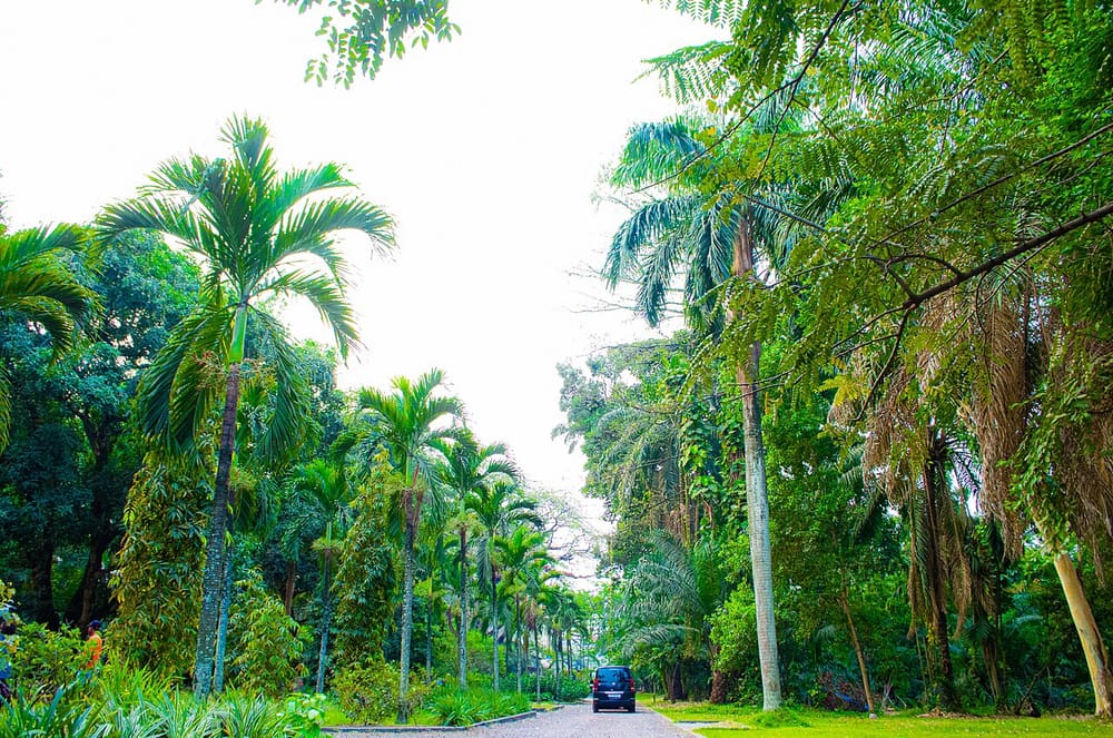 Jardin Botanique de Kinshasa, Kinshasa, DR Congo (Wimup)